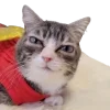 🙂 Эмодзи «Котики» для Telegram