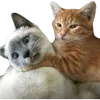 🤪 Эмодзи «Котики» для Telegram