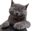 ☺ Эмодзи «Котики» для Telegram