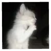 😶‍🌫️ Эмодзи «Angel» для Telegram