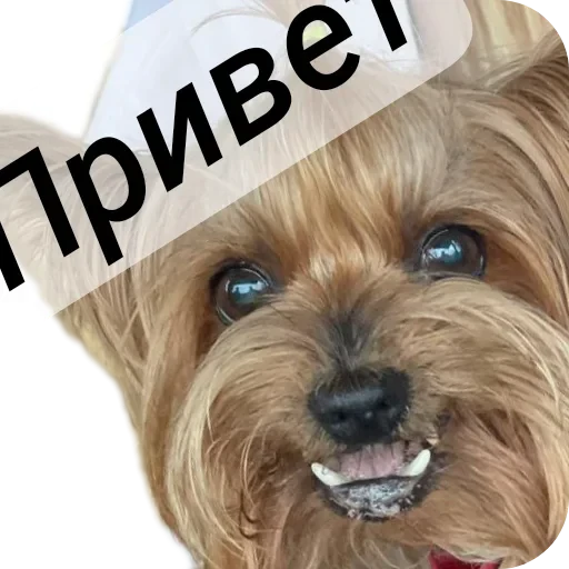 🐶 Стикер «Злой Шелби» для Telegram