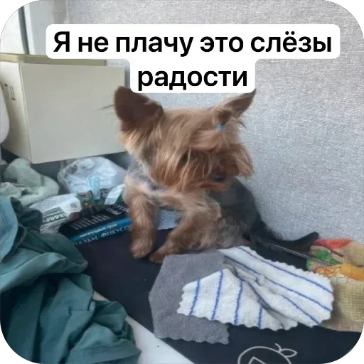 🤩 Стикер «Злой Шелби» для Telegram