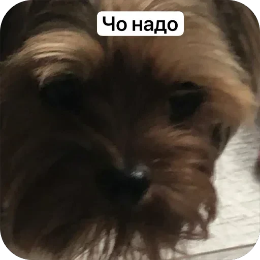 🤓 Стикер «Злой Шелби» для Telegram