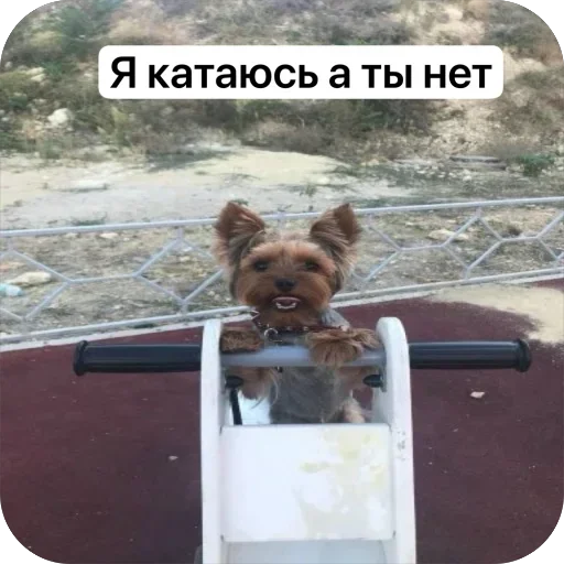 🤩 Стикер «Злой Шелби» для Telegram