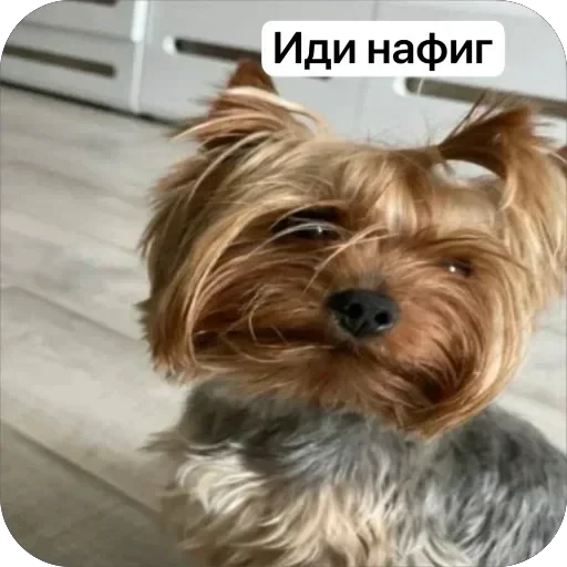 🧐 Стикер «Злой Шелби» для Telegram