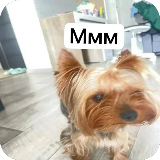 🤩 Стикер «Злой Шелби» для Telegram