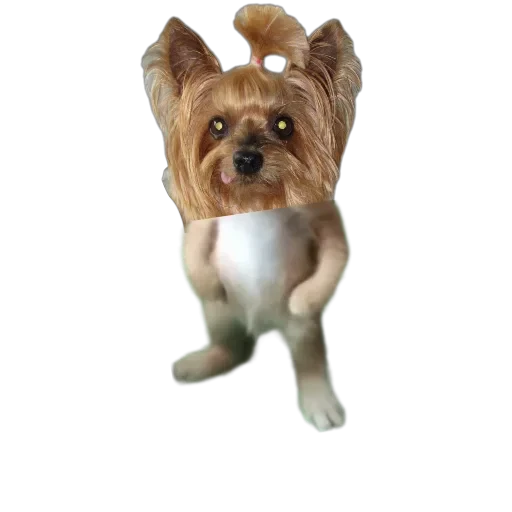 🐶 Стикер «Злой Шелби» для Telegram