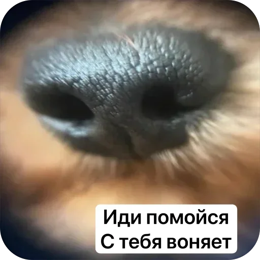 🤩 Стикер «Злой Шелби» для Telegram