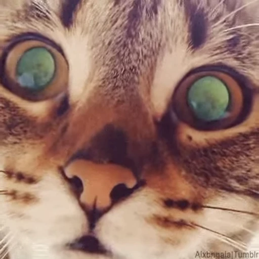 👁 Стикер «Funimals» для Telegram