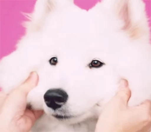 😊 Стикер «Funimals» для Telegram