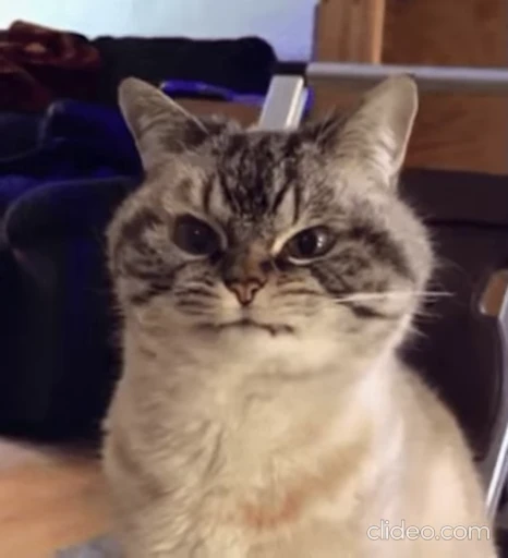😡 Стикер «Funimals» для Telegram