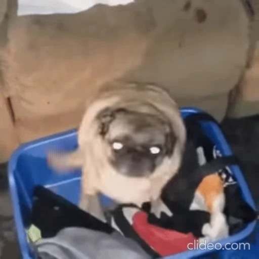 🕺 Стикер «Funimals» для Telegram