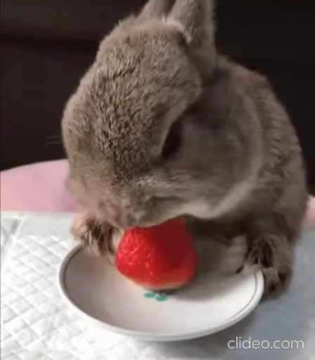 🍓 Стикер «Funimals» для Telegram