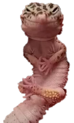 😏 Стикер «Funny animals» для Telegram