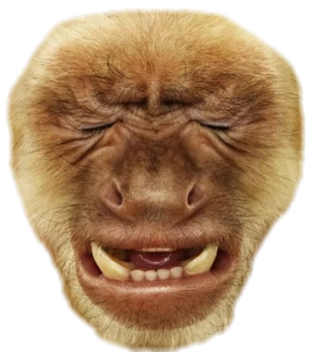 😭 Стикер «Funny animals» для Telegram