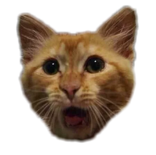 🙀 Стикер «Funny animals» для Telegram