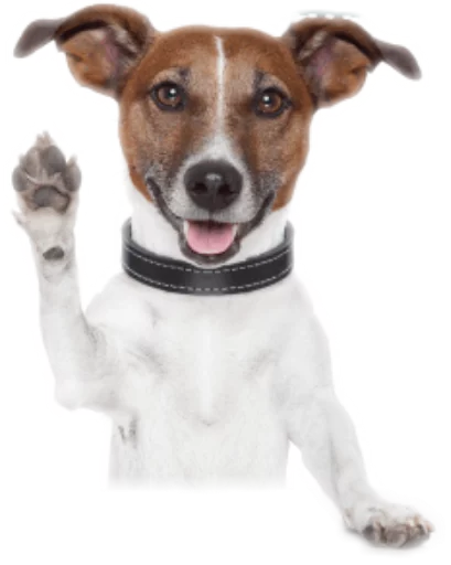 ✋ Стикер «Funny animals» для Telegram