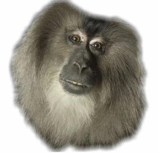 😐 Стикер «Funny animals» для Telegram
