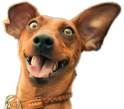 😛 Стикер «Funny animals» для Telegram