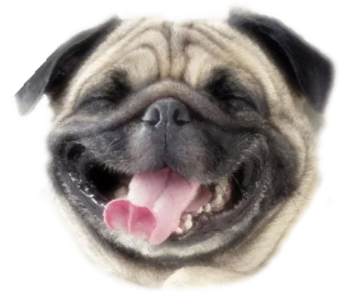 😋 Стикер «Funny animals» для Telegram