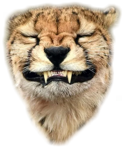 😑 Стикер «Funny animals» для Telegram