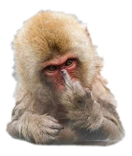 🖕 Стикер «Funny animals» для Telegram