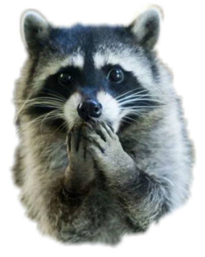 🙊 Стикер «Funny animals» для Telegram