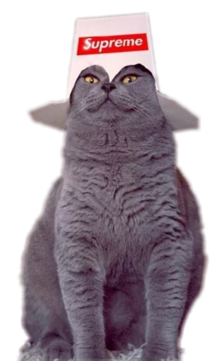 😈 Стикер «Funny animals» для Telegram