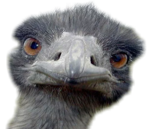 🙂 Стикер «Funny animals» для Telegram