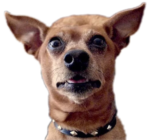 😮 Стикер «Funny animals» для Telegram