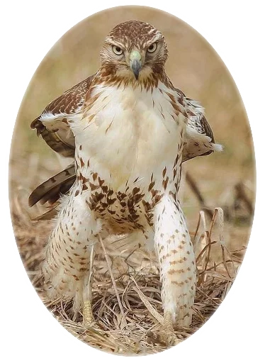 😠 Стикер «Funny animals» для Telegram