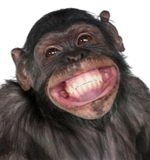 😁 Стикер «Funny animals» для Telegram