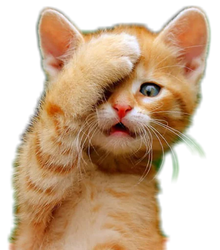 😨 Стикер «Funny animals» для Telegram