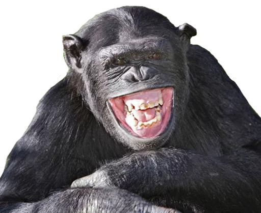 😁 Стикер «Funny animals» для Telegram