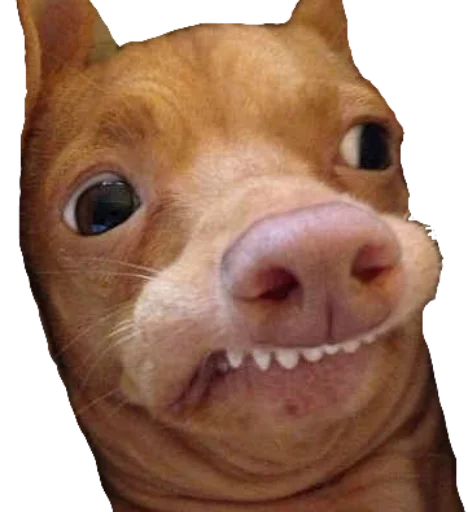 😳 Стикер «Funny animals» для Telegram