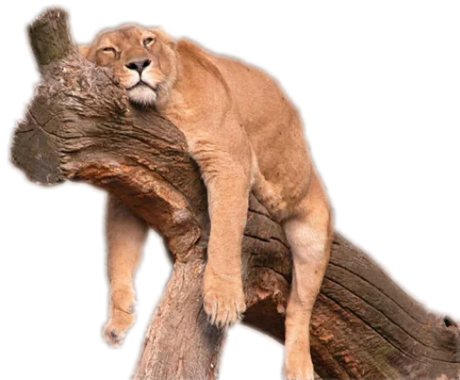😴 Стикер «Funny animals» для Telegram