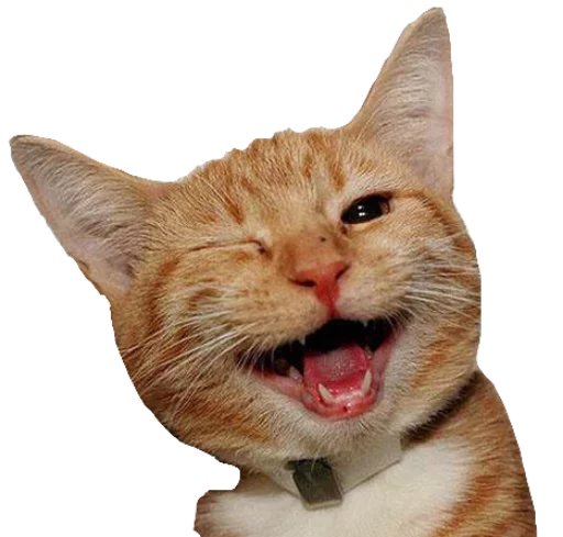 😉 Стикер «Funny animals» для Telegram