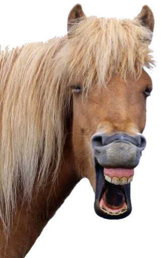 😂 Стикер «Funny animals» для Telegram