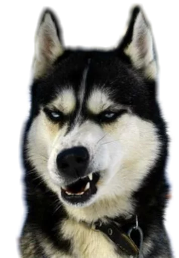 😤 Стикер «Funny animals» для Telegram