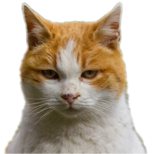 😒 Стикер «Funny animals» для Telegram