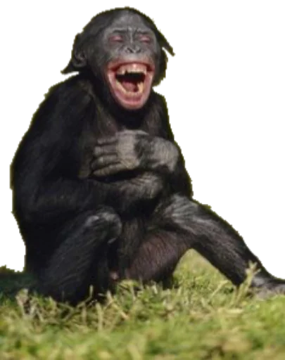 😂 Стикер «Funny animals» для Telegram