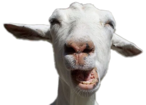 😄 Стикер «Funny animals» для Telegram