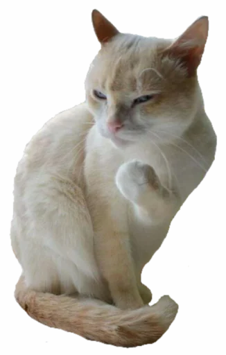 😡 Стикер «Funny animals» для Telegram