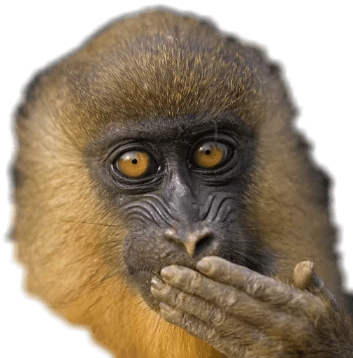 🙊 Стикер «Funny animals» для Telegram
