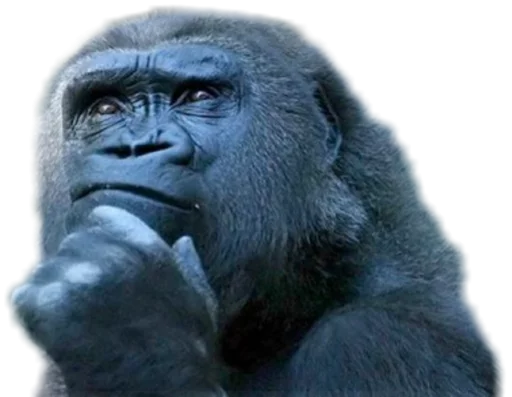 🤔 Стикер «Funny animals» для Telegram