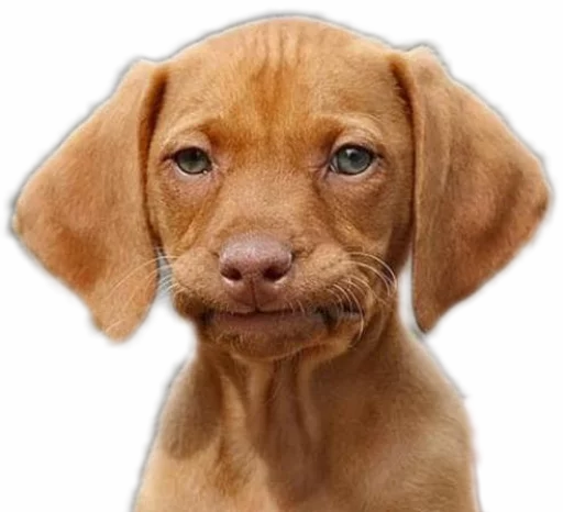 😕 Стикер «Funny animals» для Telegram