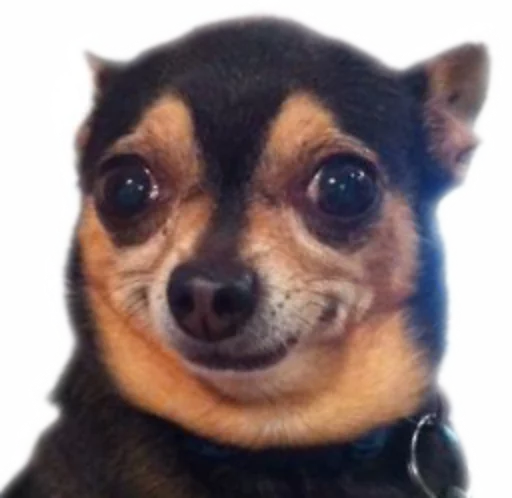 😊 Стикер «Funny animals» для Telegram