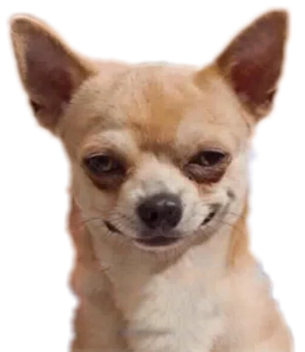 😏 Стикер «Funny animals» для Telegram