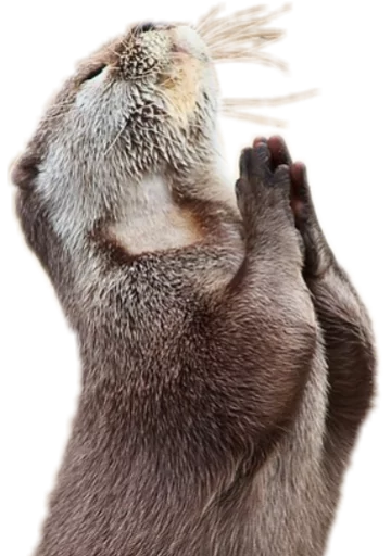 🙏 Стикер «Funny animals» для Telegram