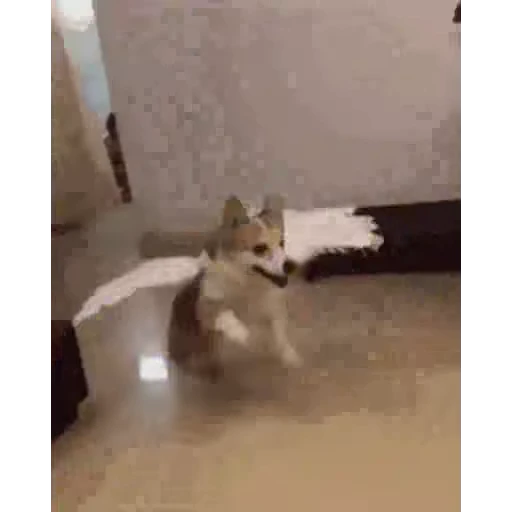 Стикерпак Animals Животные для Telegram — скачать